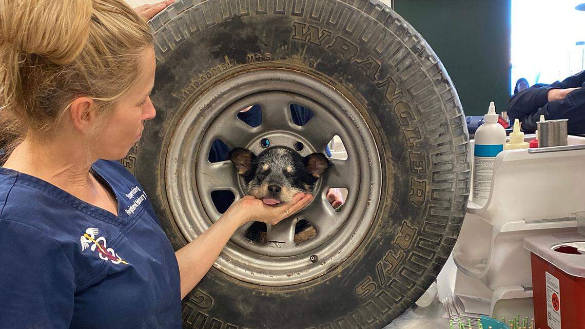 Puppy gets her head stuck in a tire. Watch California firefighters come to her rescue