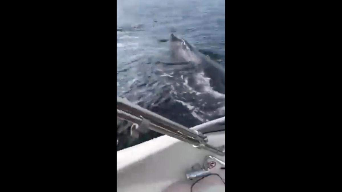 Whales surfaced under a Washington family’s boat in Puget Sound near Lynwood, Facebook video shows, as a woman called 911 to report their location in case the boat capsized and a man tried to calm the family.
