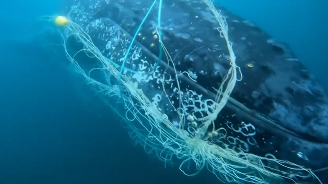The humpback whale became entangled in a shark net, rescuers said.