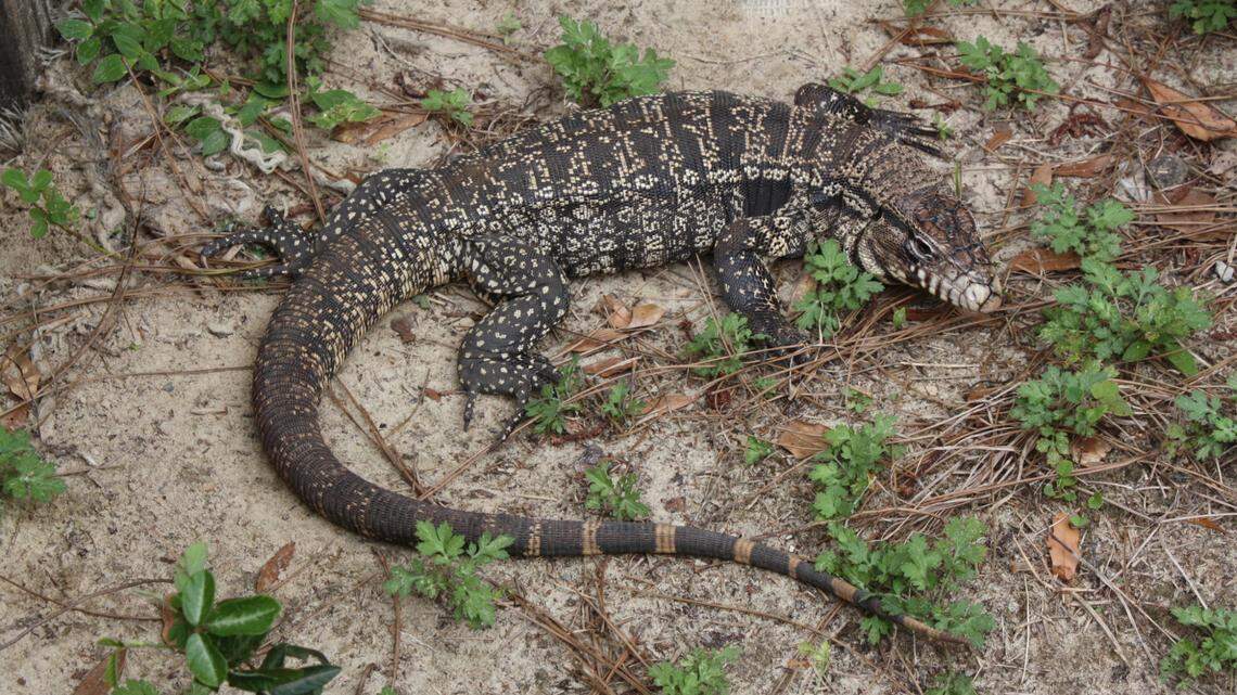The Georgia Department of Natural Resources warns residents about the invasive tegu species, in addition to encouraging those who own tegus to register them before an upcoming deadline.
