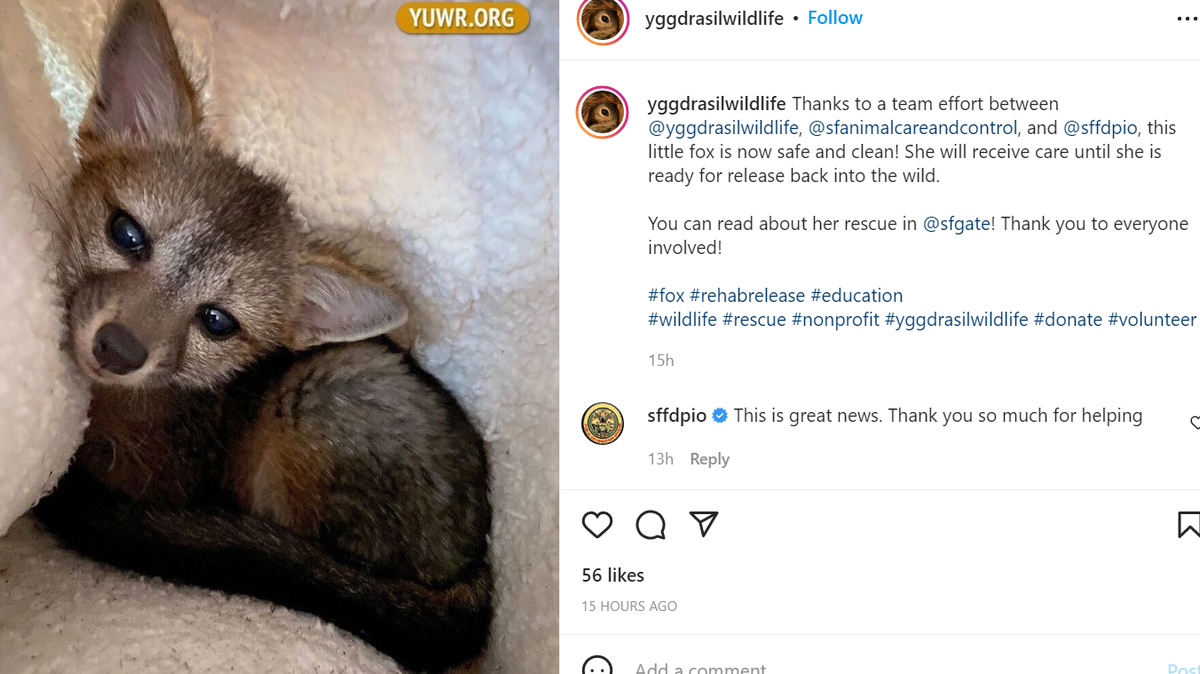 A baby fox was rescued after being trapped inside a pipe at a San Francisco construction site.