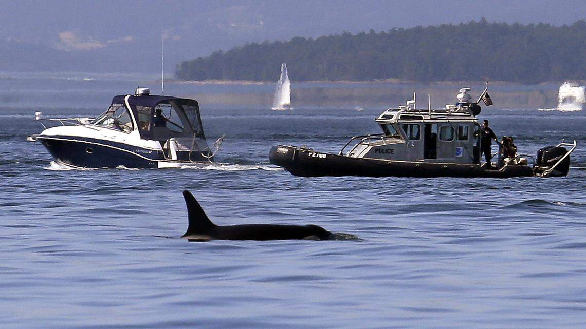 An orca swims past boats in the Salish Sea in the San Juan Islands, Washington, in 2015. (AP Photo/Elaine Thompson)