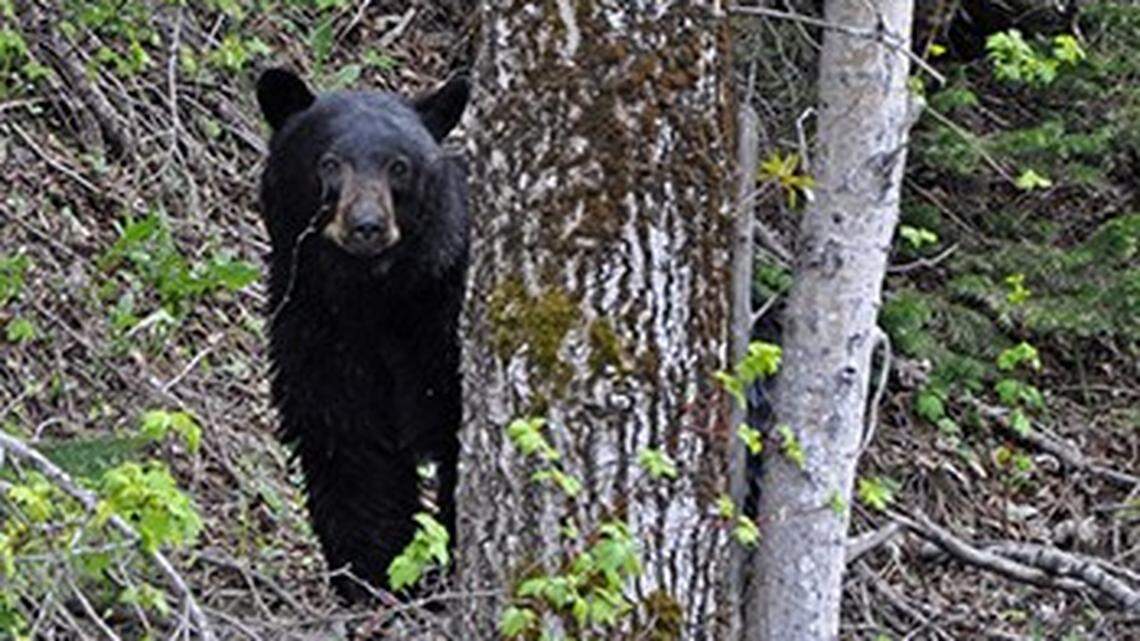 A black bear (not the one pictured) was killed and brought across the Canada-United States border. A man was charged because it was his second black bear killing of the year.