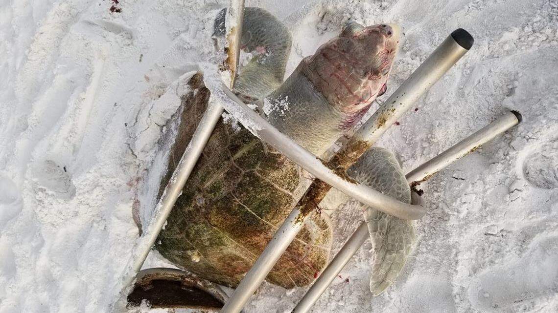 An endangered Kemps sea turtle, the world’s smallest and rarest, was found dead and bloody in a bar stool off Dune Allen Beach on Florida’s gulf coast, according to South Walton Turtle Watch.