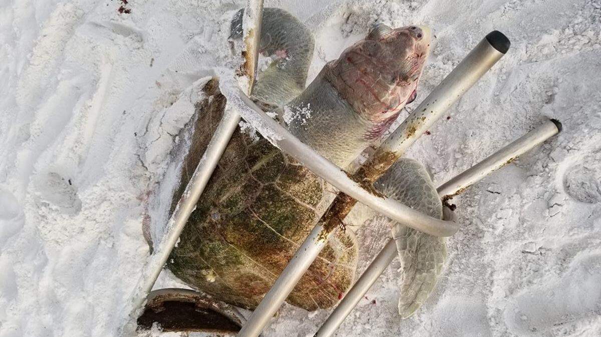 An endangered Kemps sea turtle, the world’s smallest and rarest, was found dead and bloody in a bar stool off Dune Allen Beach on Florida’s gulf coast, according to South Walton Turtle Watch.