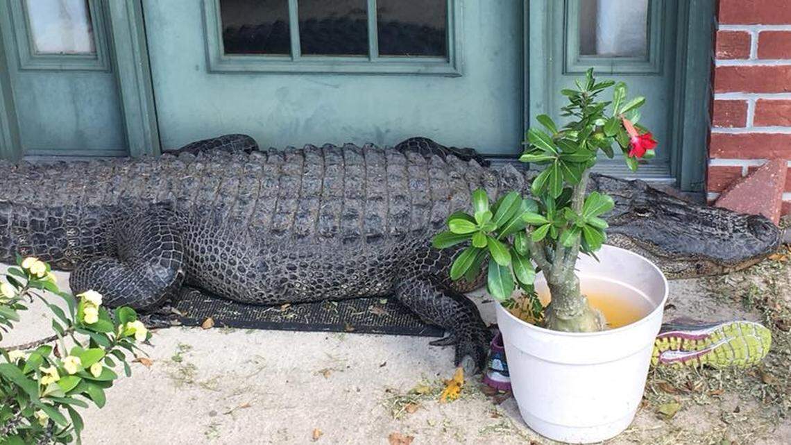 A giant alligator turned up on the front doorstep of a home in Breaux Bridge, Louisiana, St. Martin Parish deputies said. A patrol deputy helped remove it and warned residents to “look before you step.”