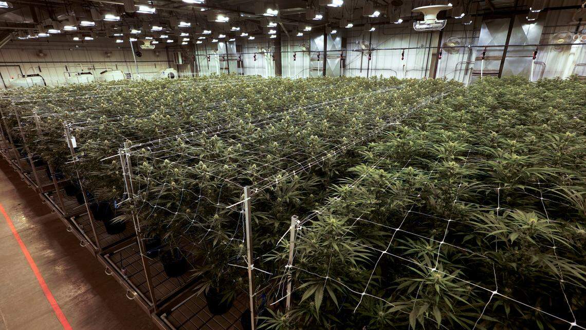 FILE - Cannabis plants grow at a True North Collective growing facility in Jackson, Mich. A woman is facing murder charges after her child died after consuming THC gummies, according to officials. (AP Photo/Paul Sancya, File)