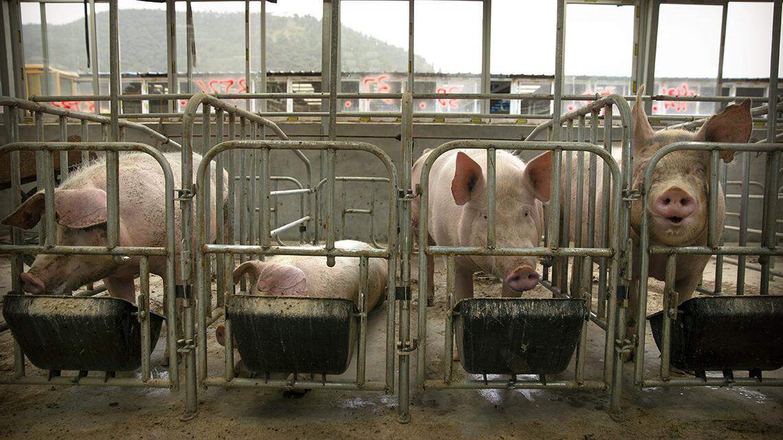 In this May 8, 2019, photo, pigs eat feed at a pig farm in Panggezhuang village in northern China’s Hebei province. As a deadly virus ravages pig herds across Asia, scientists are accelerating efforts to develop a vaccine to help guard the world’s pork supply. (AP Photo/Mark Schiefelbein)
