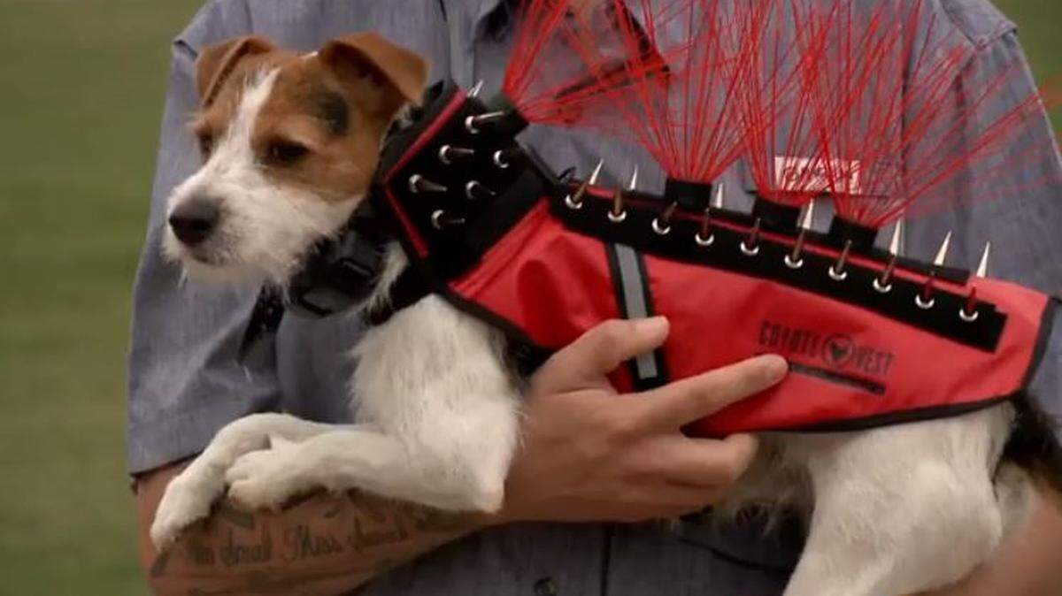 The founder of CoyoteVest says he started the company after a coyote killed his dog Buffy.