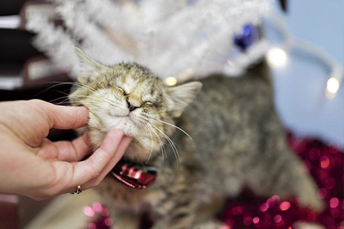 Ilene, the blind kitten from Madera, California, had a holiday photo shoot in Portland before going up for adoption.