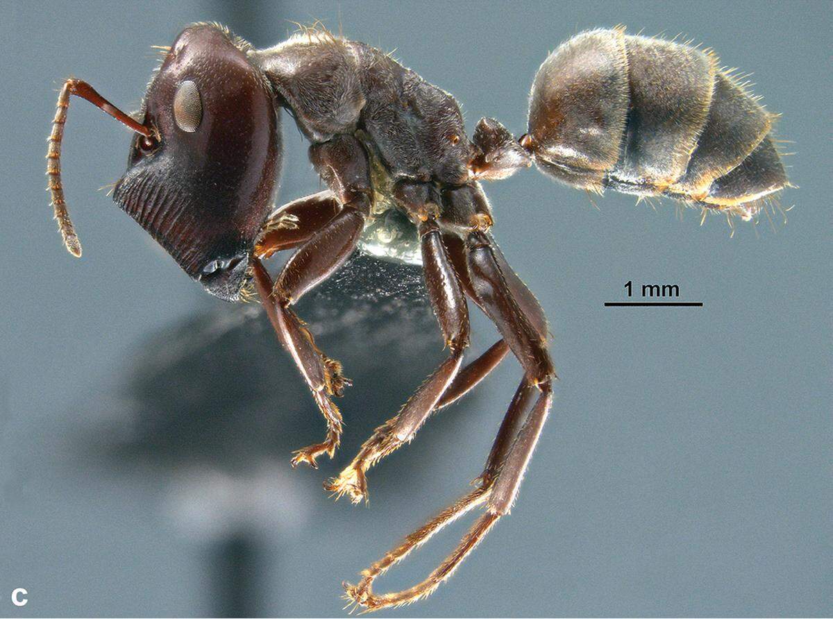 Colobopsis explodens, or "the exploding ants" close-ups