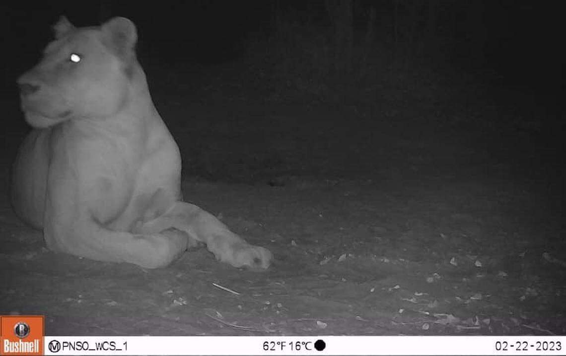 A lioness was captured on a remote camera in a Chad national park for the first time in 20 years, officials said.