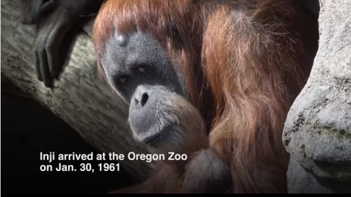 Inji, a 61-year-old Sumatran orangutan, died after 60 years at the Oregon Zoo. She was thought to be the oldest orangutan in the world.