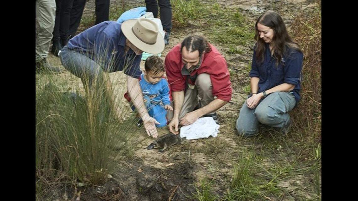 Experts said they hope the plan will generate a healthy, self-sustaining population of platypuses in the park.