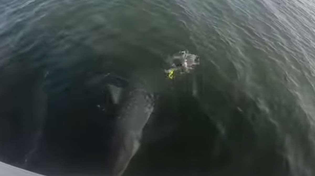 The juvenile great white shark tried to profit off the angler’s success, the video showed.