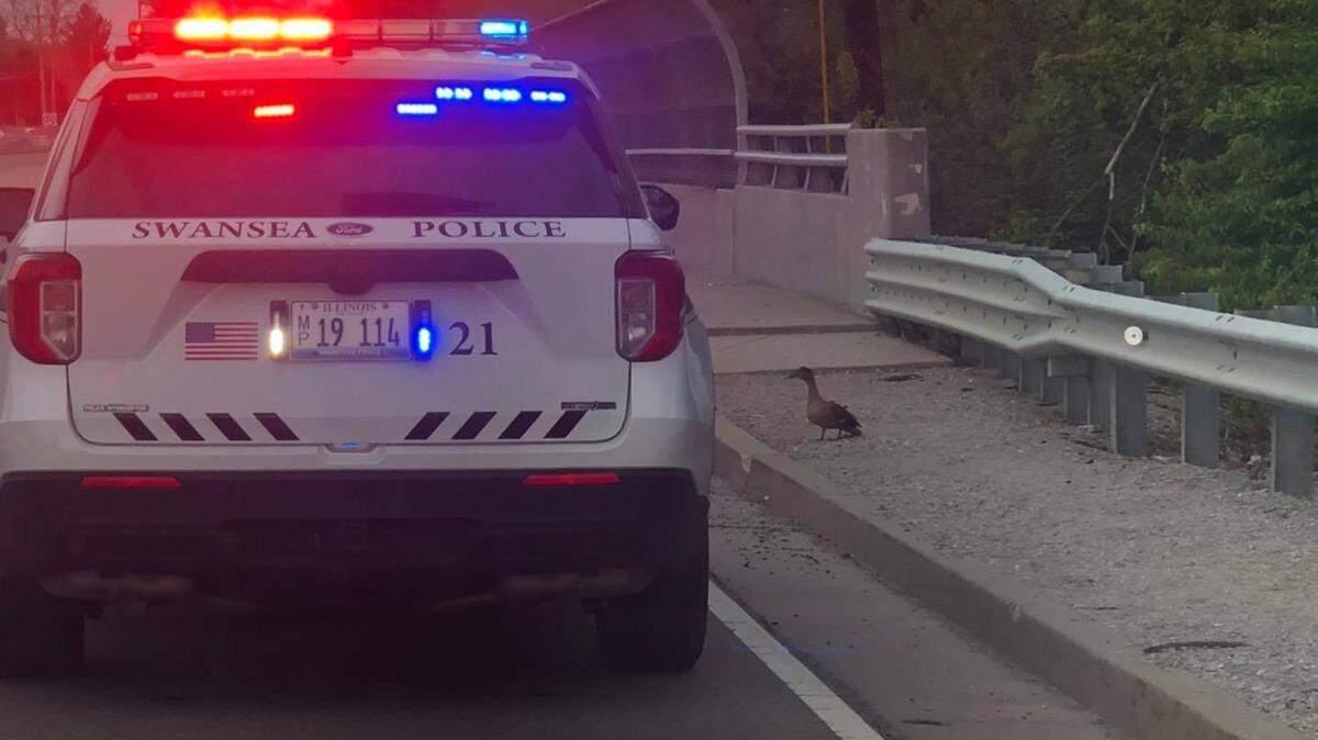 A duck on a road in Swansea, Illinois, caused traffic safety issues for drivers on Wednesday, police say. Photo from Swansea Police Department on Facebook.
