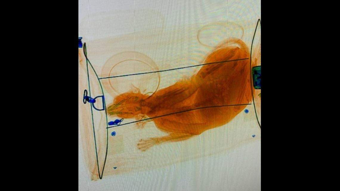 TSA agents found a cat tucked inside a traveler’s carry-on item at an airport in Virginia, officials said.