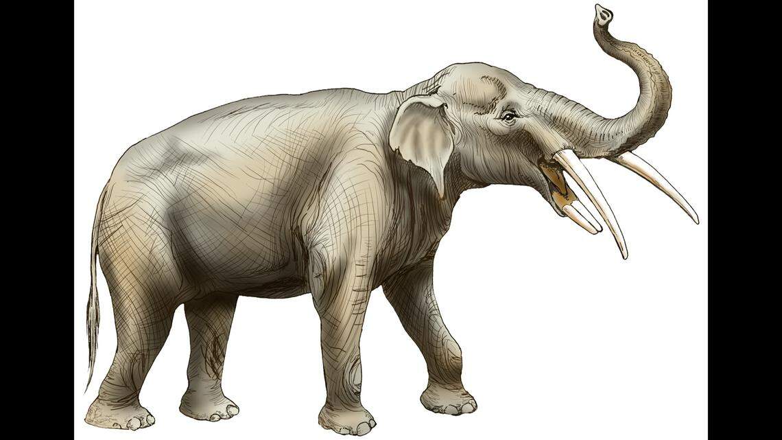 An illustration of a gomphothere that would have looked similar to a fossilized skeleton discovered by University of Florida researchers at a site near Gainesville.