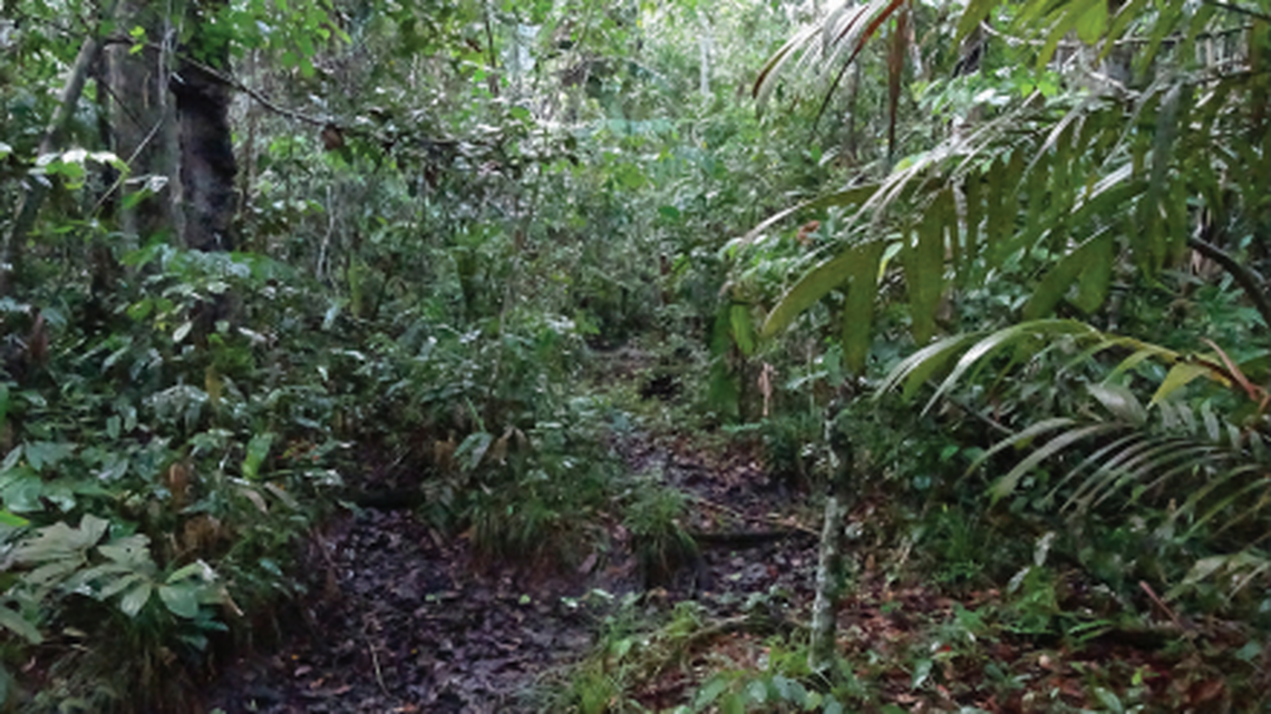 The new species of nurse frog lives among leaf-litter in southern Brazilian Amazonia, researchers said.