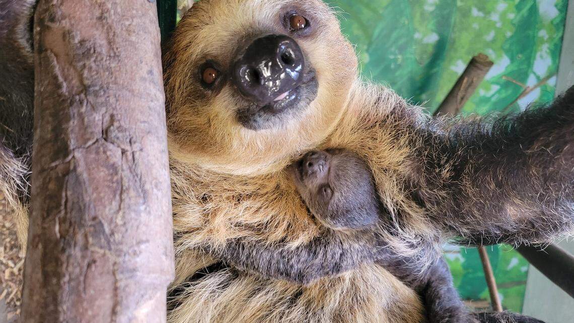 A baby two-toed sloth was recently born at a New England zoo.