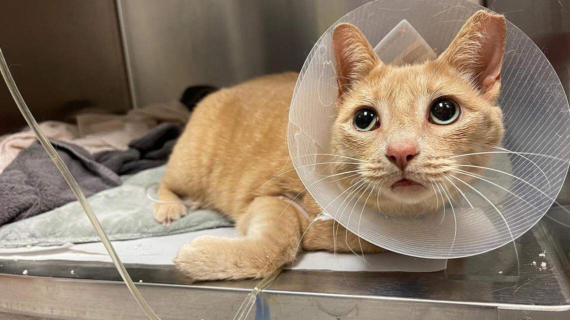 A cat named PeeWee survived after being shot, an animal shelter in New Jersey said. Now, it urgently needs surgery.