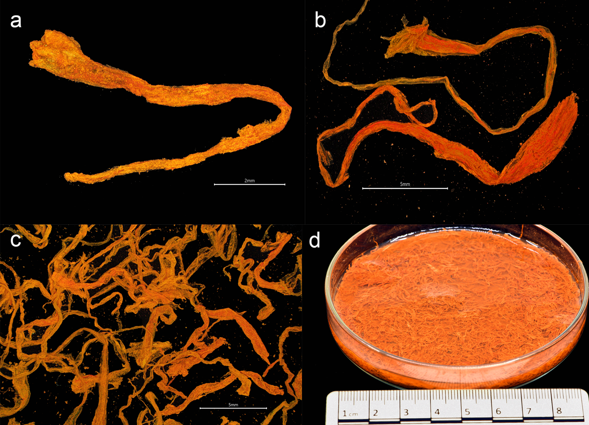 Parts of saffron recovered from the shipwreck