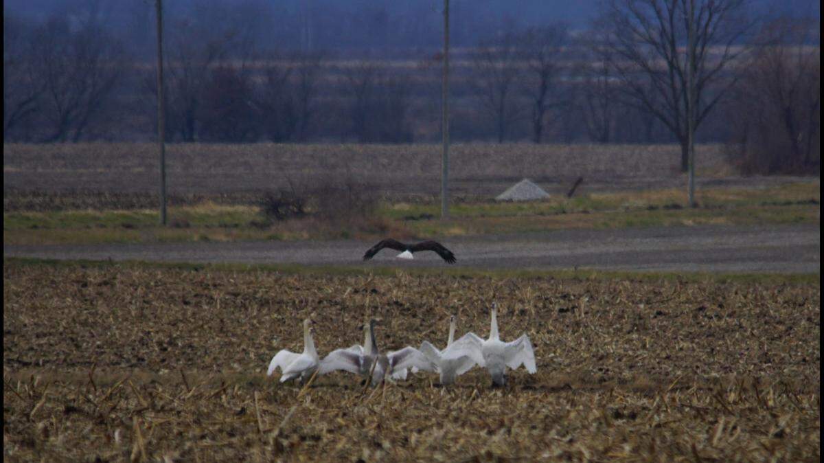 An eagle flew away after swans huddled together in a field near the Swan Lake National Wildlife Refuge in Missouri. Photo by Mark Ramsey.