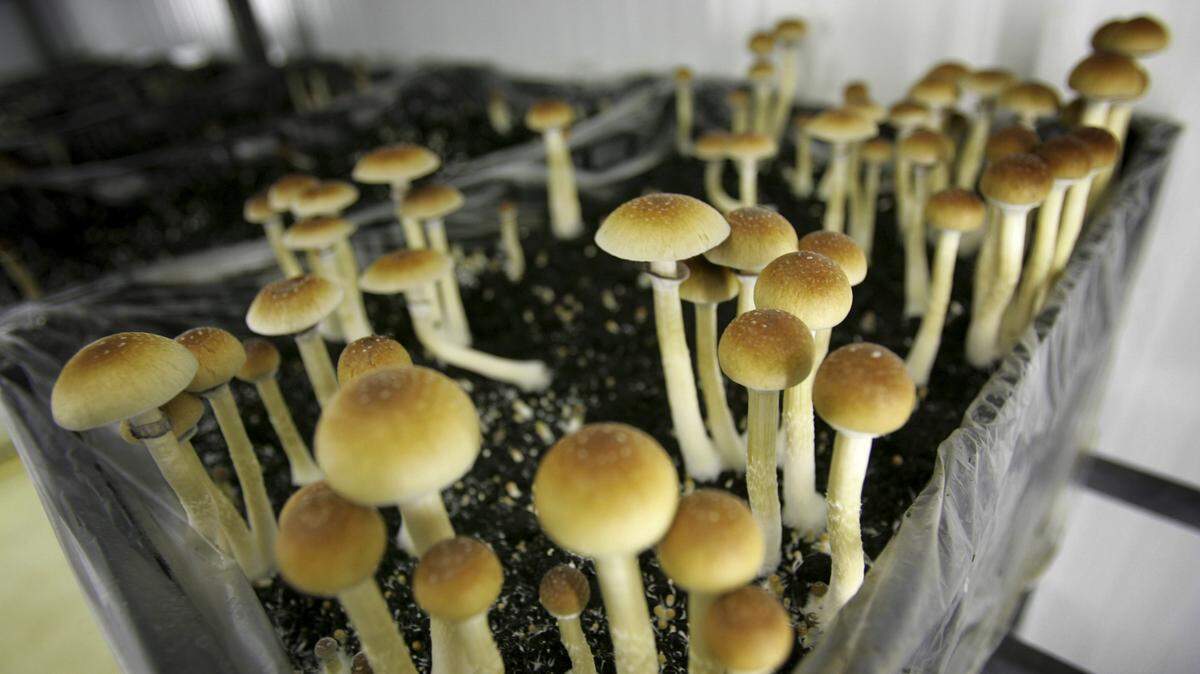 Magic mushrooms or psilocybin seen in a grow room in the central Netherlands. Some religious leaders say the drug strengthens their experience with God.