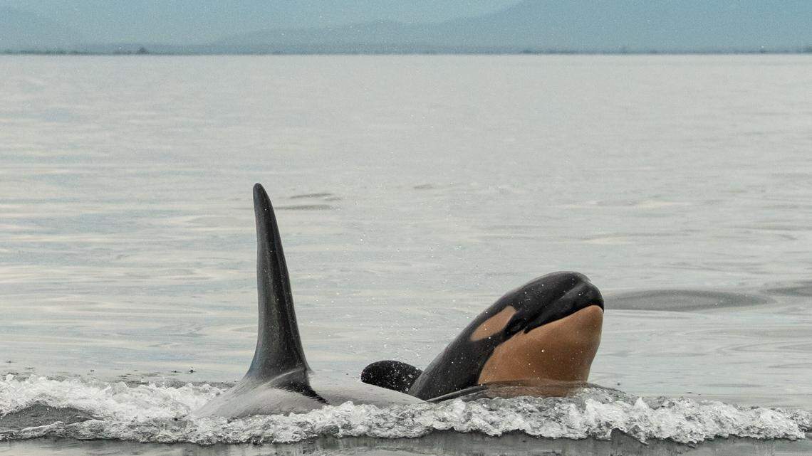 Naturalist and photographer Sara Hysong-Shimazu of Maya’s Legacy captured photographic evidence that Tahlequah’s new calf is a boy.