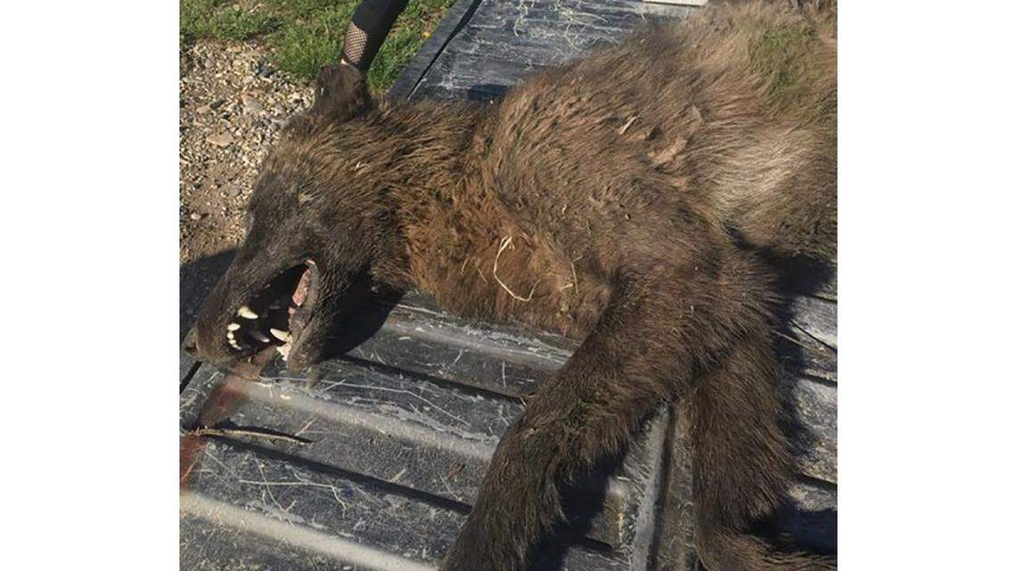 Is it a werewolf? Is it a wolf-dog hybrid? Montana wildlife authorities are sending off for genetic testing on this animal that was shot outside a ranch near Denton, Montana on May 16.