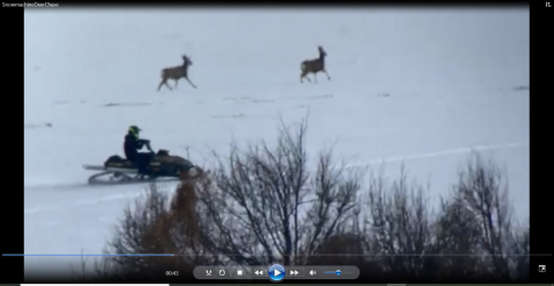 A large herd of mule deer were chased by snowmobilers, wildlife officials said.