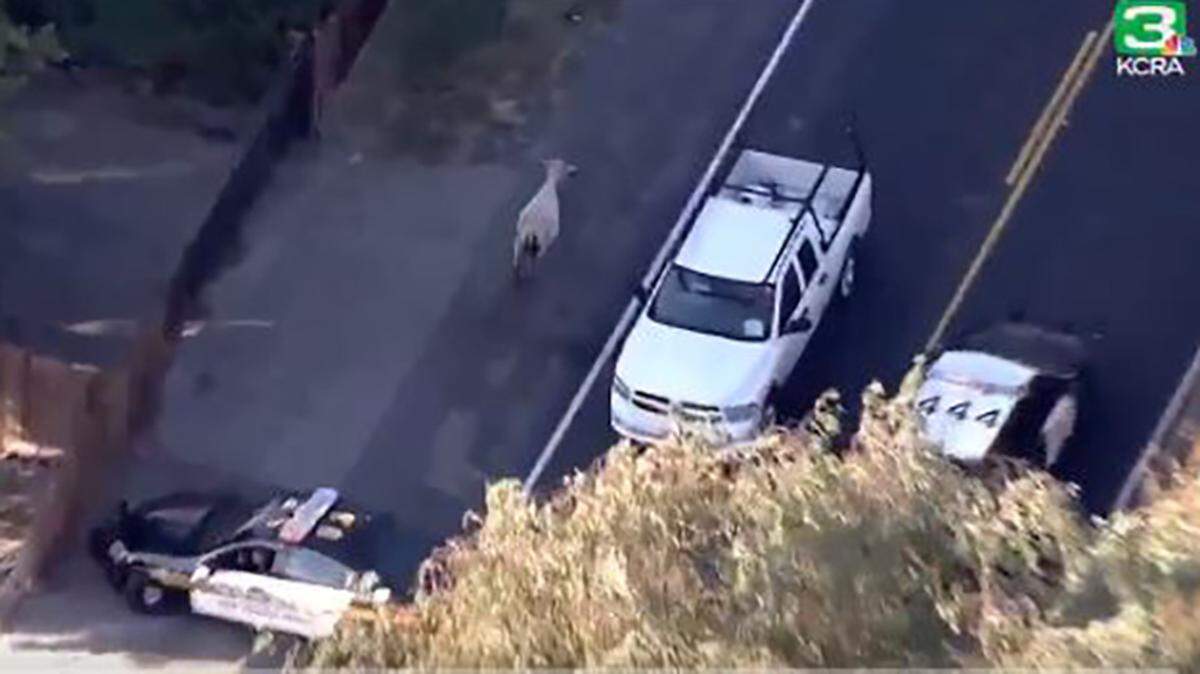 One cow made a run for it after a collision on California 99 swung open its trailer door Friday.