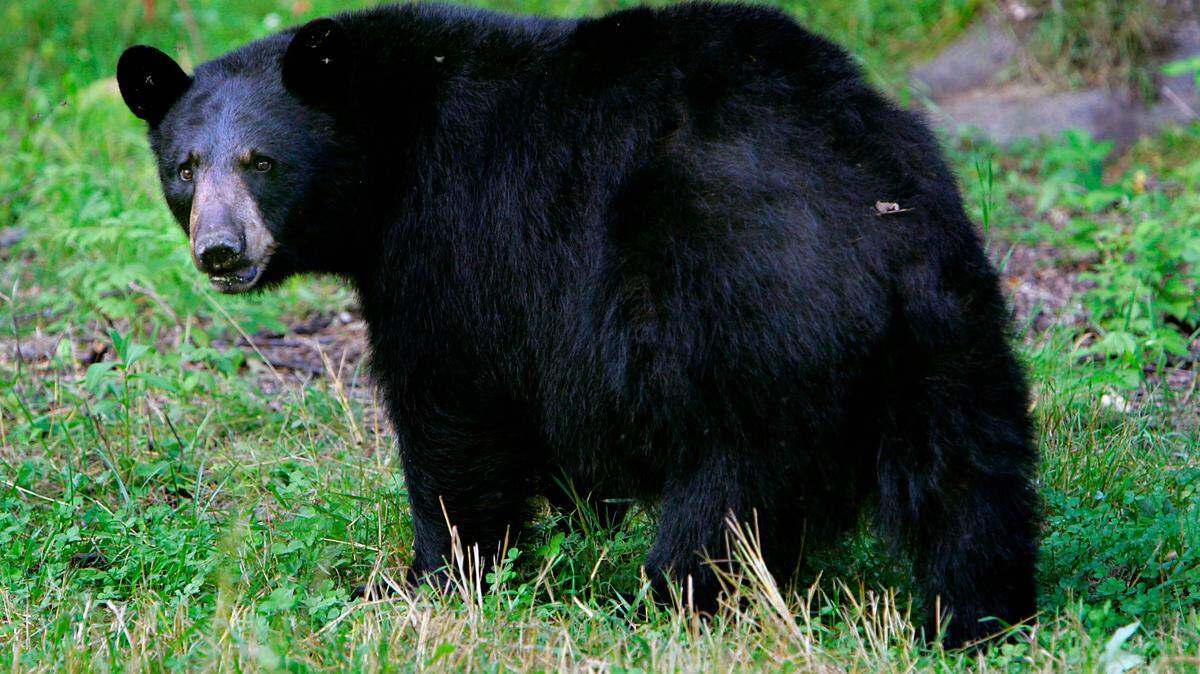 A bear, not the one pictured, attacked a 10-year-old boy in Connecticut on Sunday, Oct. 16, according to officials. (AP Photo/Cheryl Senter)