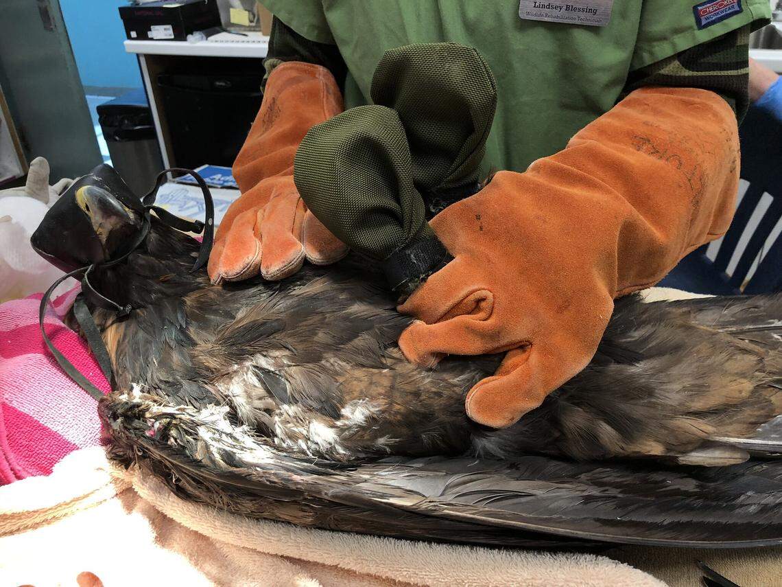 Lindsay Wildlife Experience