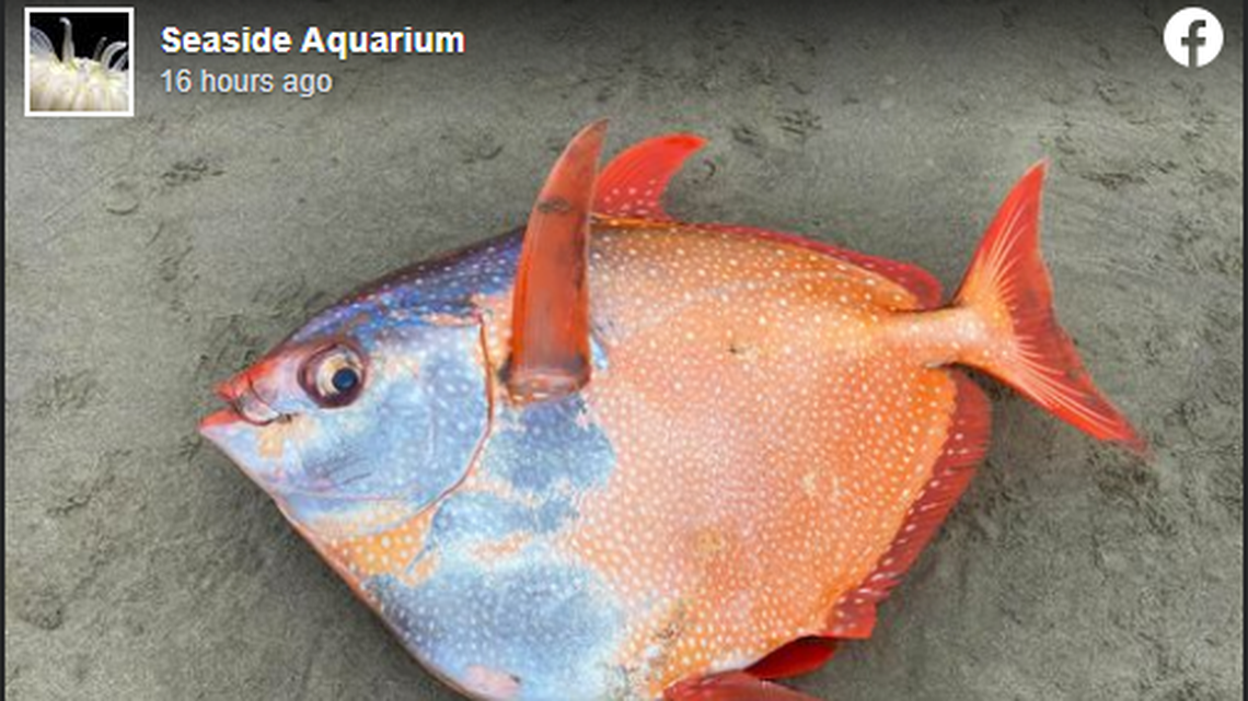 Opah fish that weighs 100 pounds and 3 1/2 feet long was found on Oregon Beach.