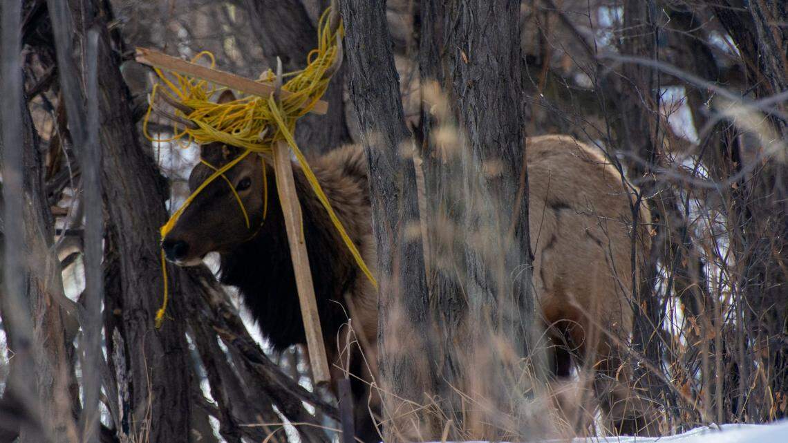 A bull elk was trapped near a Colorado high school after becoming tangled in rope and wooden posts.