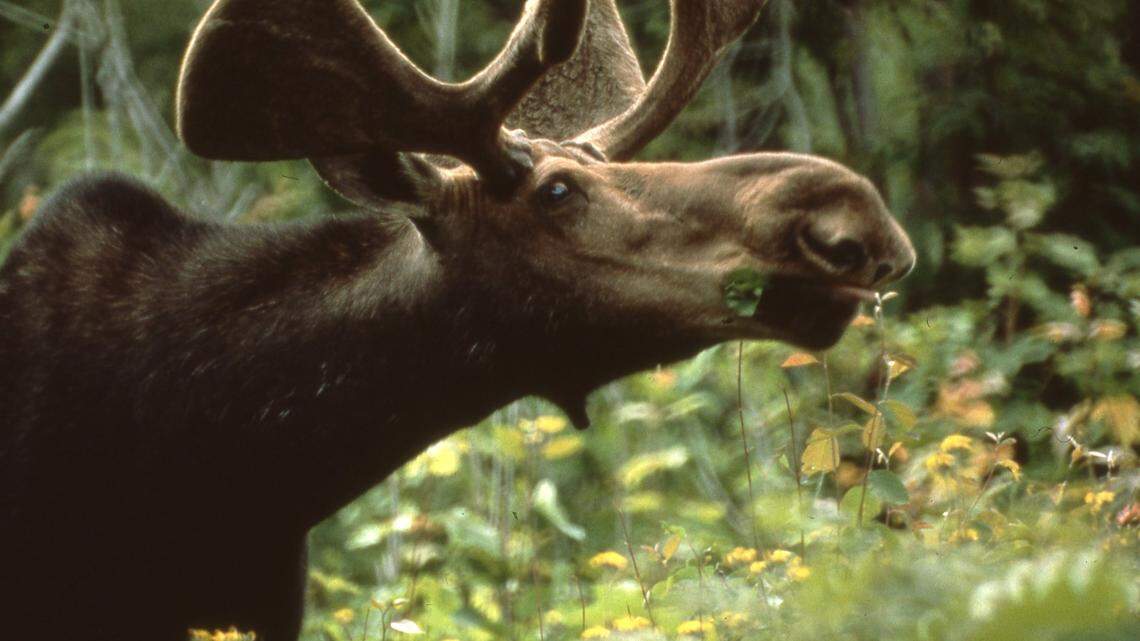 A bull moose (not the one pictured) gored a bow hunter in Colorado, deputies said.