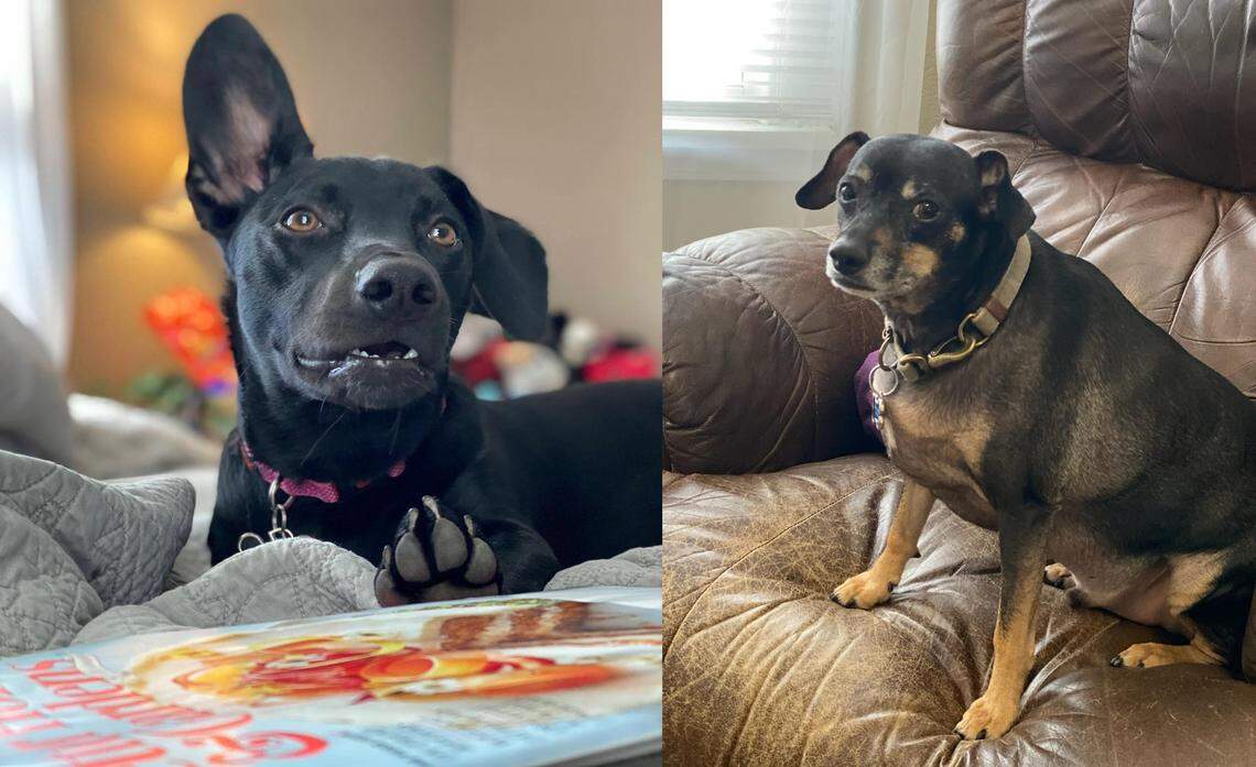 Millie Mae and Murphy