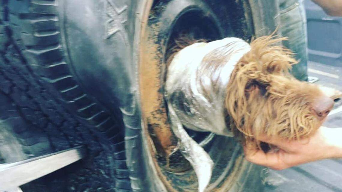A dog got its head stuck in a wheel in Bozeman, Montana.