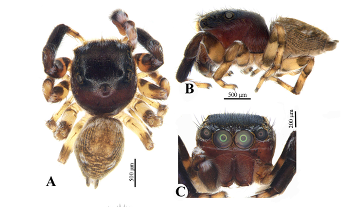 The spider, named for a village close to where it was found, has hair on its body and four eyes.