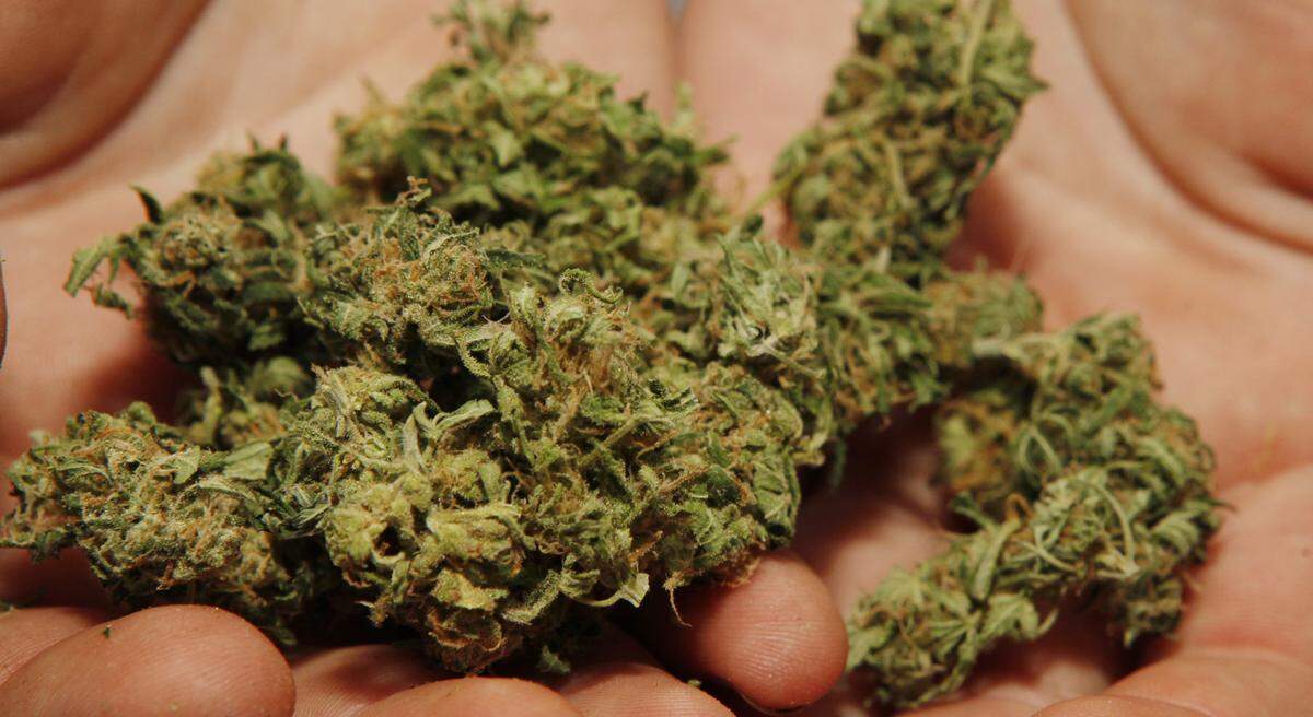 A dispensary employee holds a handful of marijuana on Friday, July 24, 2009. Two months after guests consumed food laced with marijuana at a wedding in Florida, the bride and caterer were arrested on April 18, according to the Seminole County Sheriff’s Office.