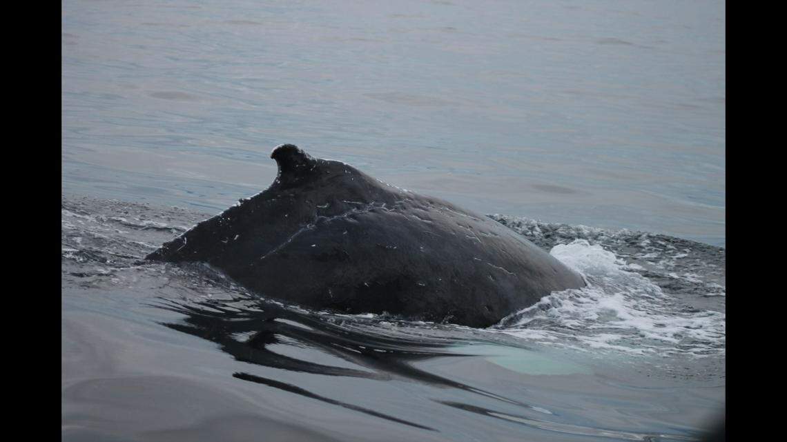 The dorsal fin of HBIRL125, whose nickname is “Scar.”