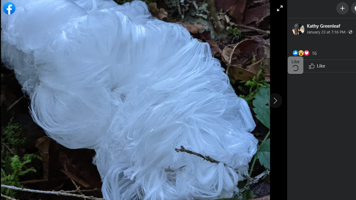 Hikers are finding “hair ice” formations along trials in Washington, photos and video show. It’s caused by fungus and can only be found only on rotting logs.