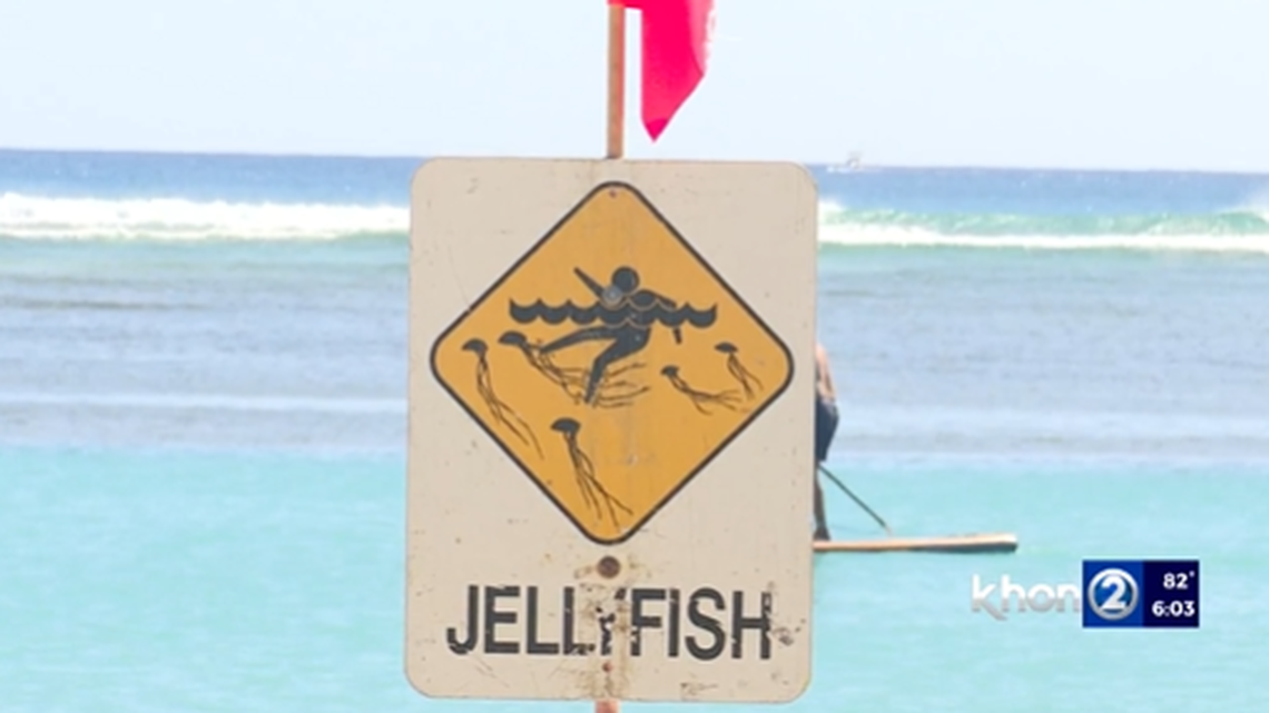 Oahu’s Hanauma Bay closed Saturday, March 26, after a “high volume influx of jellyfish” took over the beach, KHON 2 reported. 