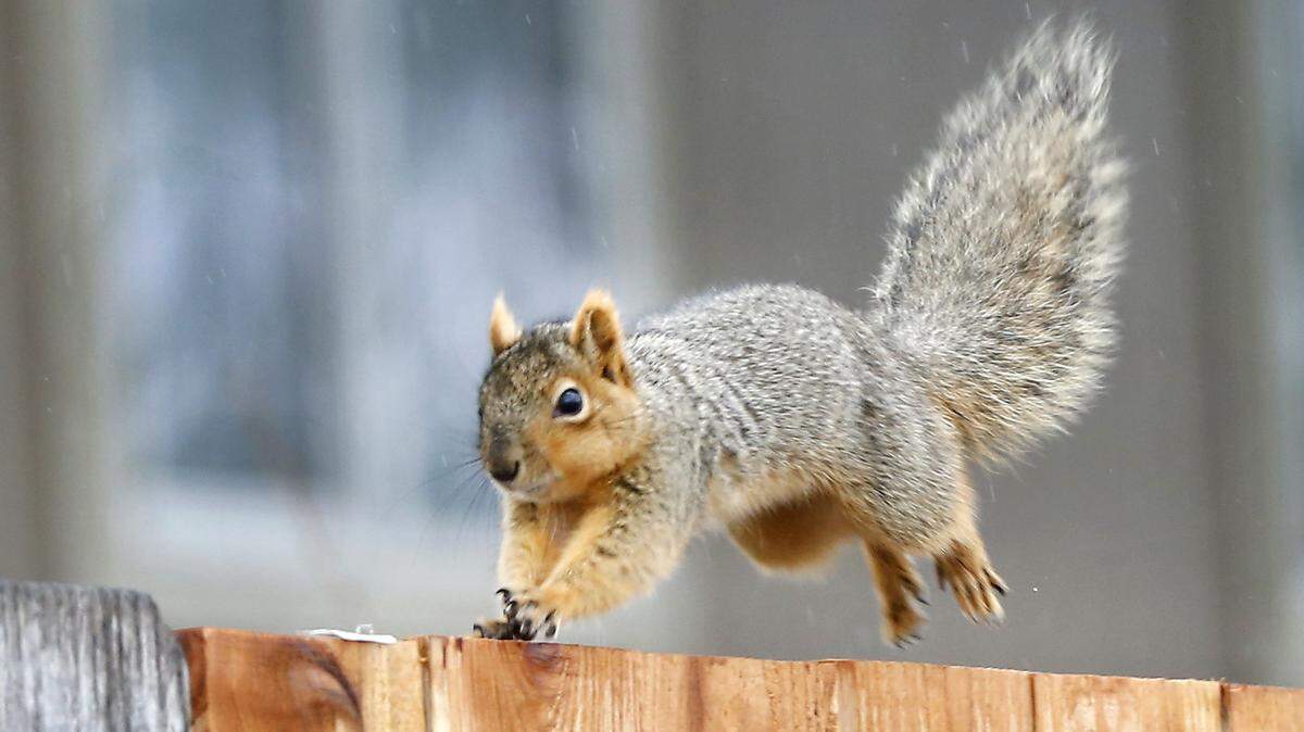 The man had intended to go out and feed the squirrels. But he forgot about the shotgun.