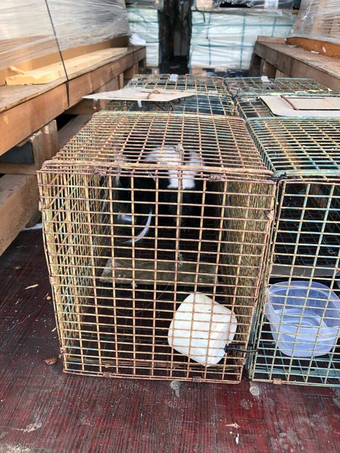 Inspectors shared pictures of the captured skunk.