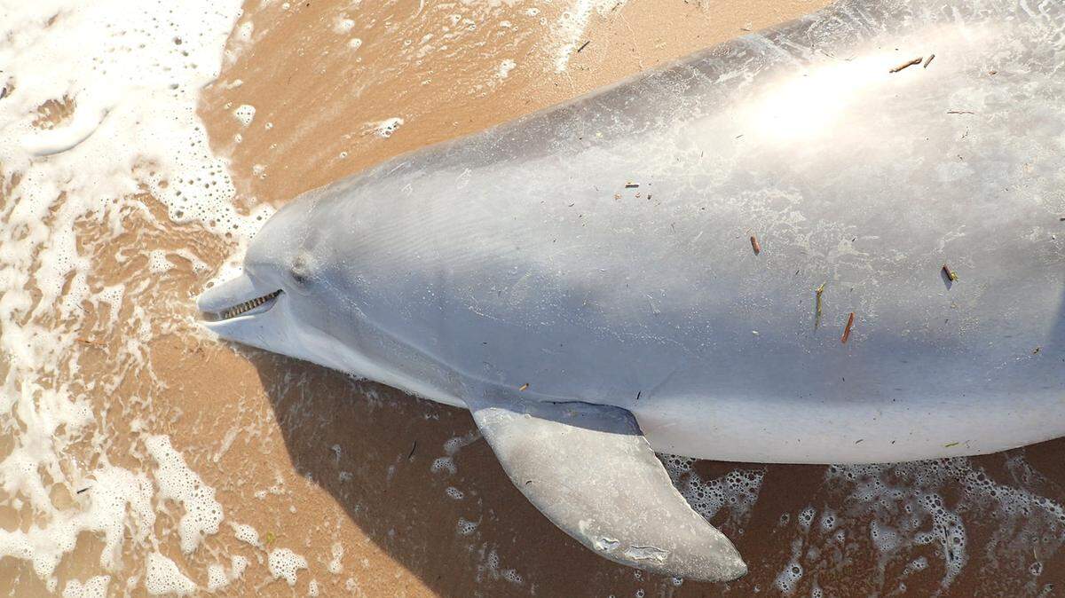 A pregnant bottlenose dolphin was found dead on the Mississippi coast. An autopsy discovered that the dolphin had been shot dead, the latest example of increasingly common violence against dolphins. A $11,500 reward has been offered in the matter.