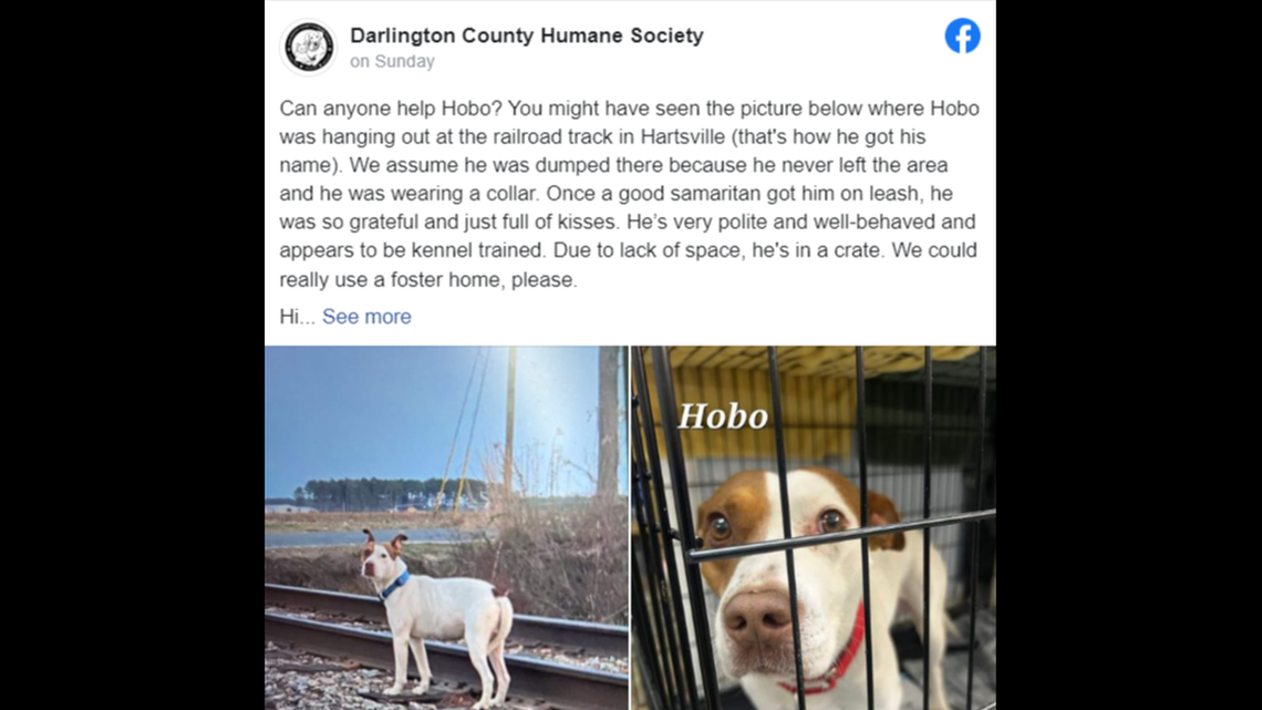 The shelter said it believes Hobo was dumped by the train tracks because he was wearing a collar.