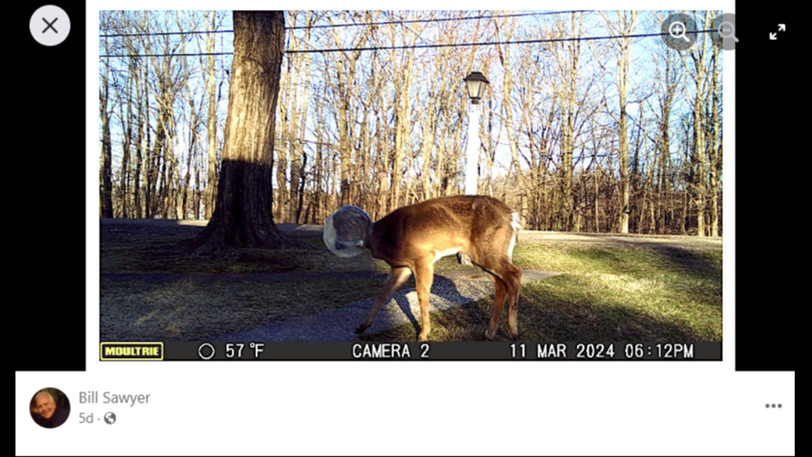 Deer spotted in Pennsylvania with plastic container stuck on head. 
