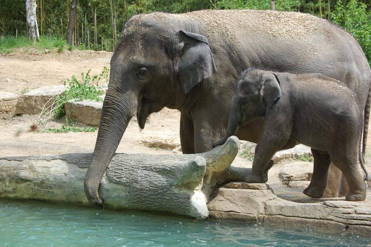 Rani the elephant 1